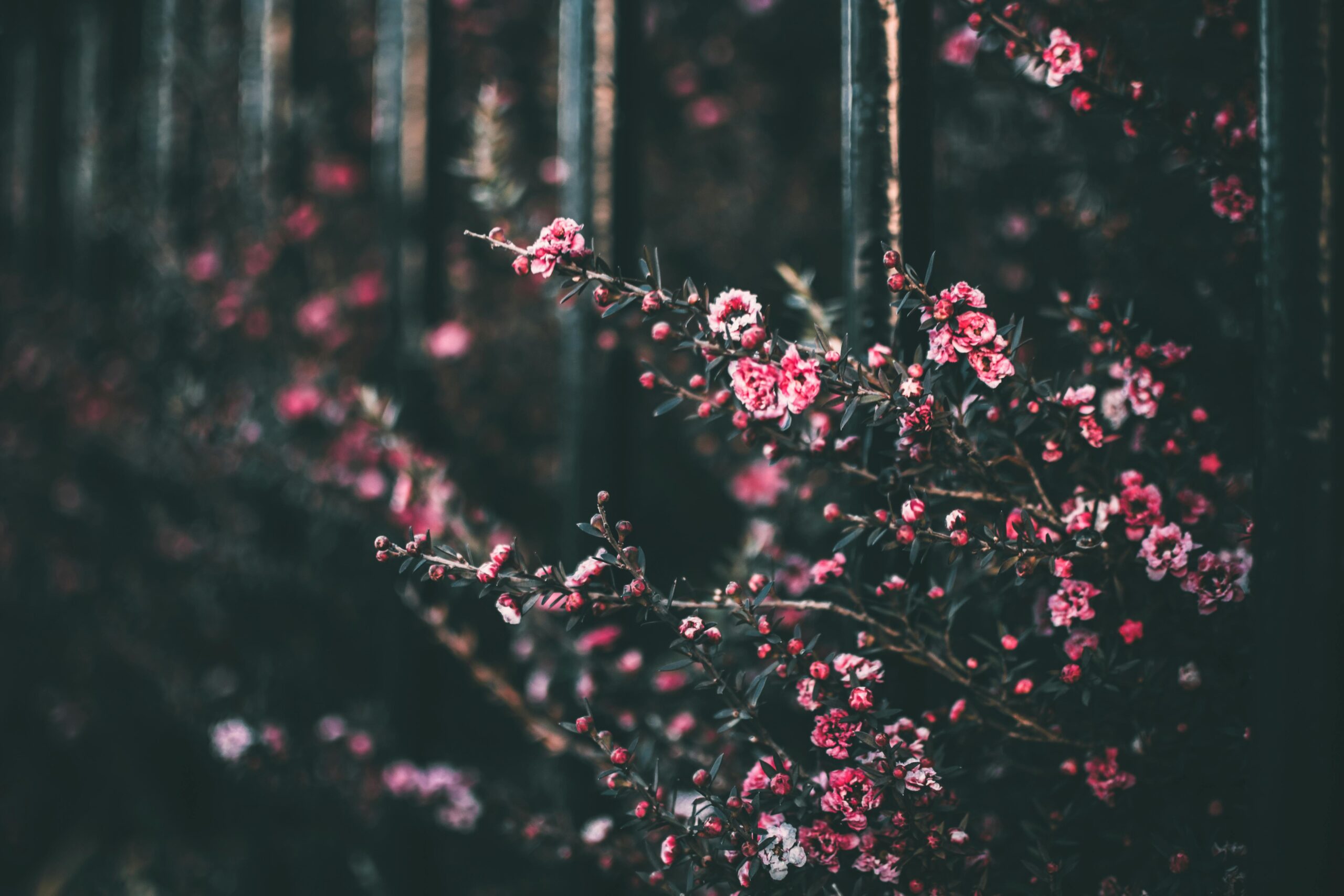 A close-up of blossoming flowers in a garden with a moody, dark tone, highlighting their vibrant pink petals.